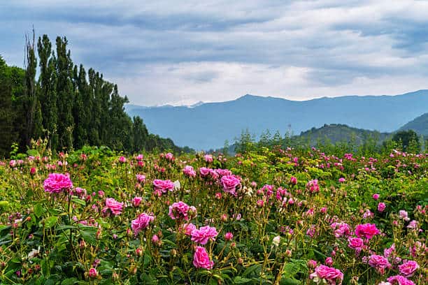 تصویر 3 از گل محمدی پرطراوت با گلبرگ های نرم و رایحه ماندگار طبیعی